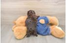 Havapoo Puppy for Adoption