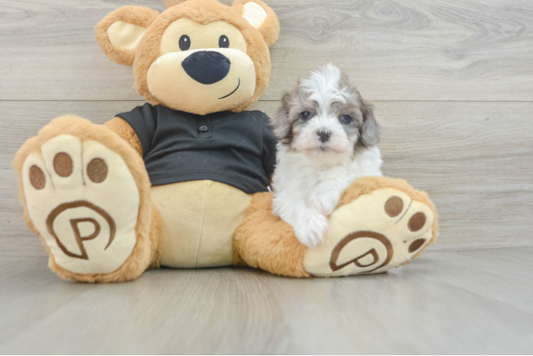 Popular Havapoo Poodle Mix Pup