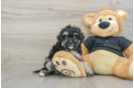 Funny Havapoo Poodle Mix Pup