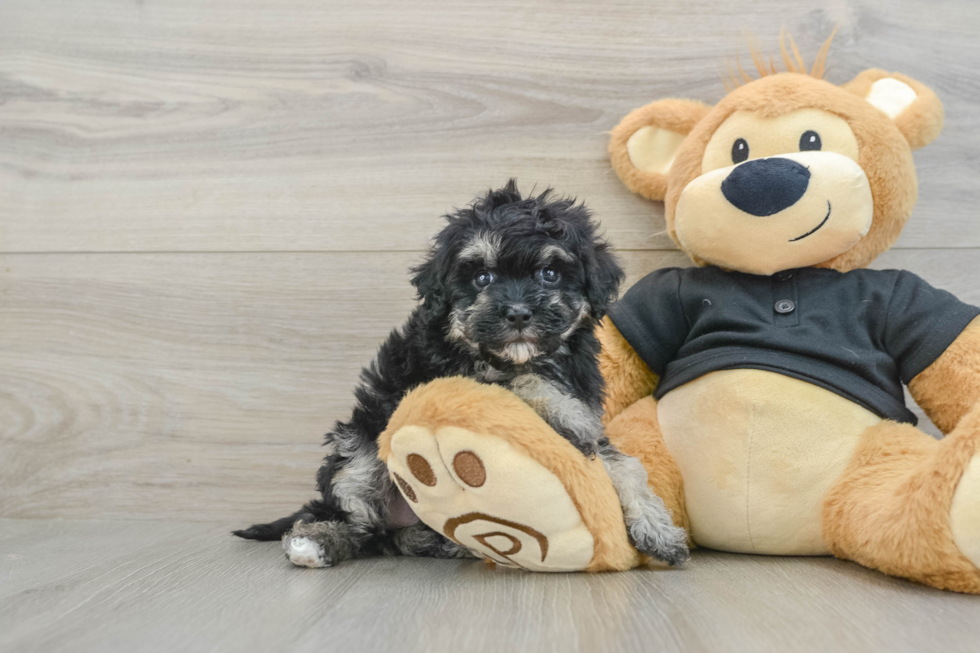 Funny Havapoo Poodle Mix Pup