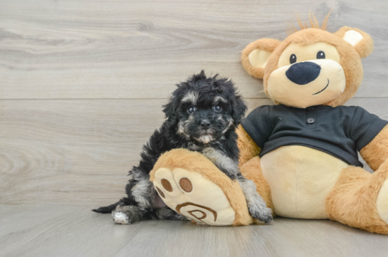 Funny Havapoo Poodle Mix Pup