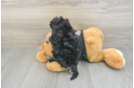 Adorable Havadoodle Poodle Mix Puppy