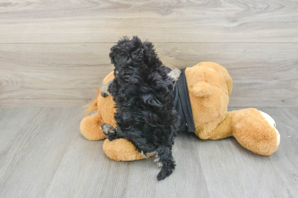 Adorable Havadoodle Poodle Mix Puppy
