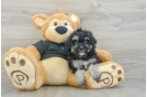 Little Havadoodle Poodle Mix Puppy