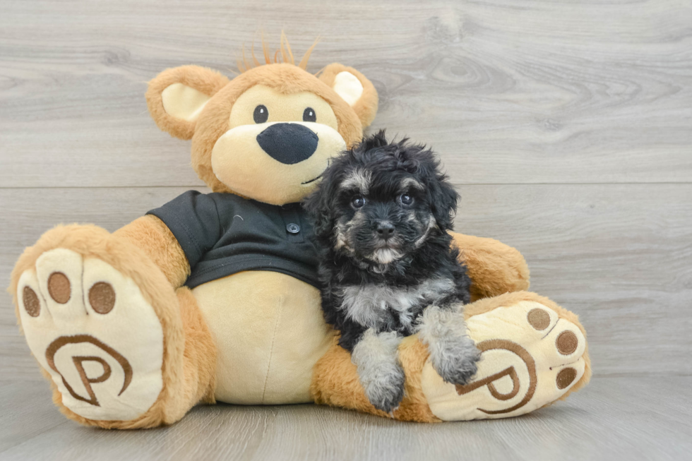 Little Havadoodle Poodle Mix Puppy