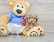 8 week old Havapoo Puppy For Sale - Premier Pups