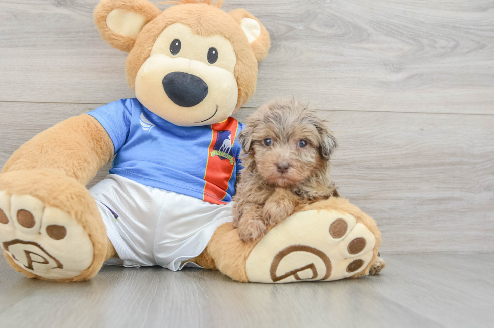 6 week old Havapoo Puppy For Sale - Premier Pups