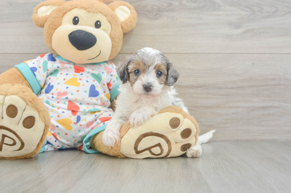5 week old Havapoo Puppy For Sale - Premier Pups