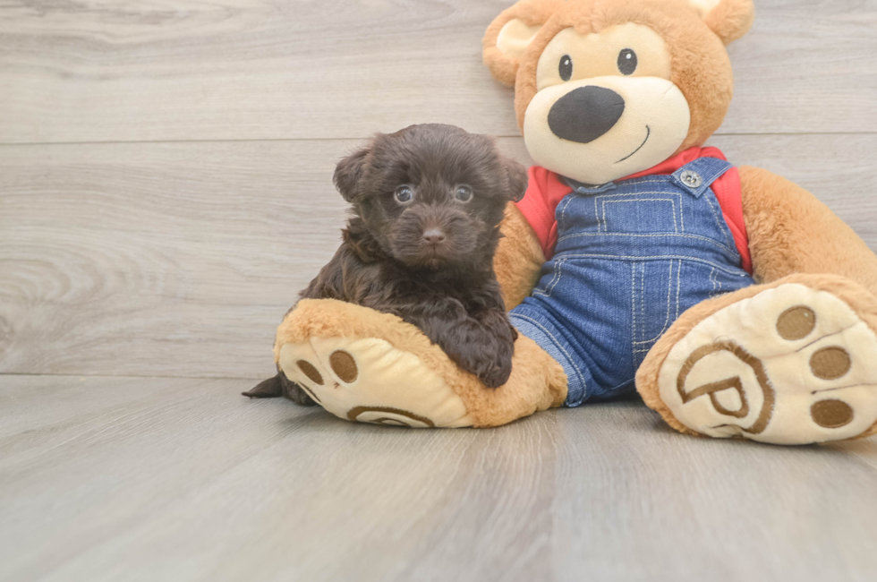 5 week old Havapoo Puppy For Sale - Premier Pups