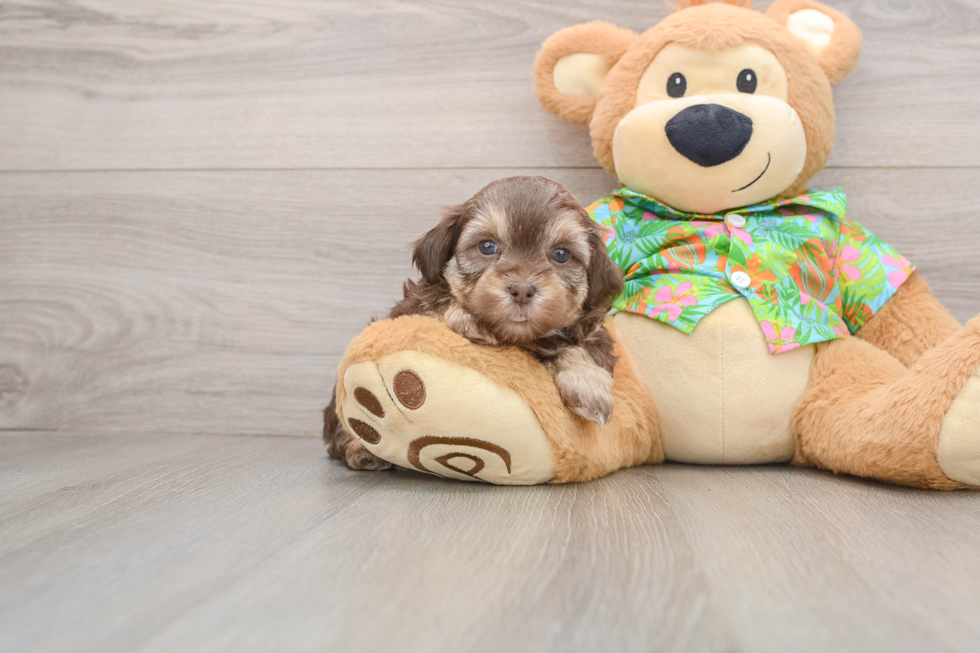 Fluffy Havapoo Poodle Mix Pup