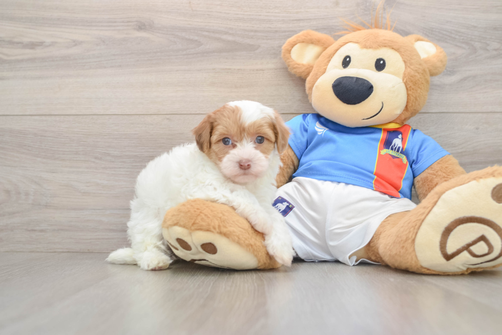 Havapoo Pup Being Cute