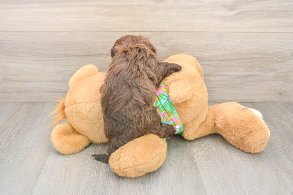 Adorable Havadoodle Poodle Mix Puppy