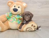 7 week old Havapoo Puppy For Sale - Premier Pups