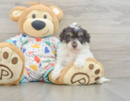 8 week old Havapoo Puppy For Sale - Premier Pups