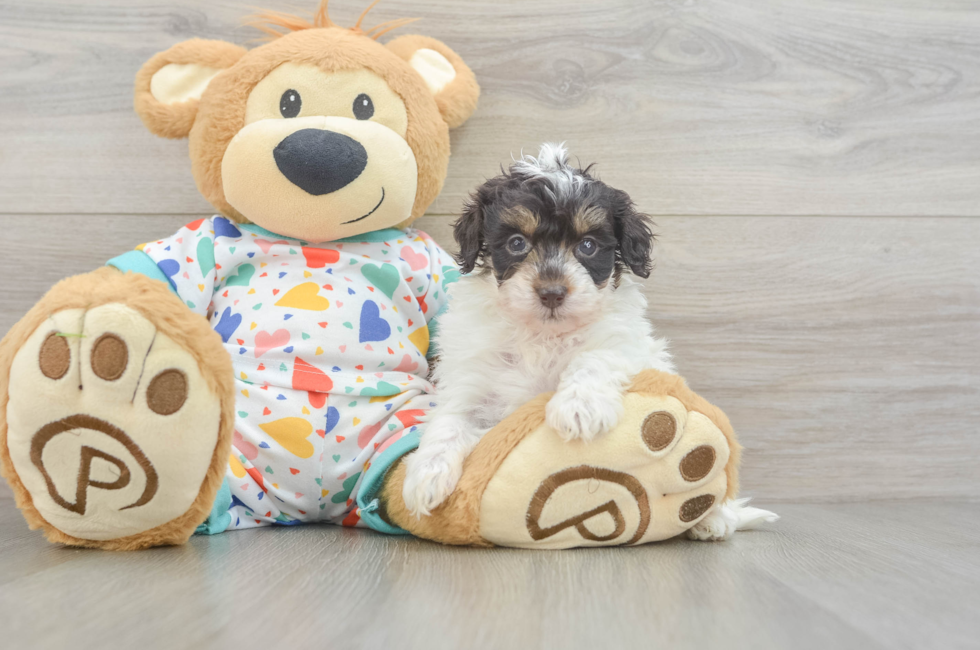 5 week old Havapoo Puppy For Sale - Premier Pups