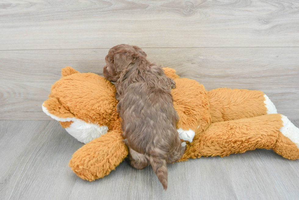 Popular Havapoo Poodle Mix Pup