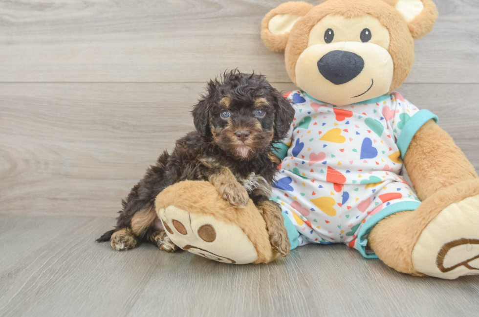 5 week old Havapoo Puppy For Sale - Premier Pups