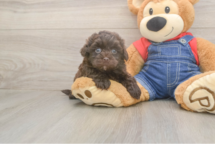 Energetic Havadoodle Poodle Mix Puppy