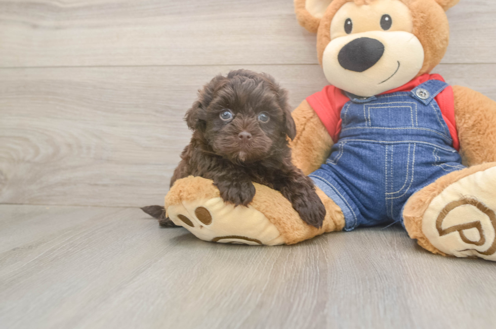 5 week old Havapoo Puppy For Sale - Premier Pups