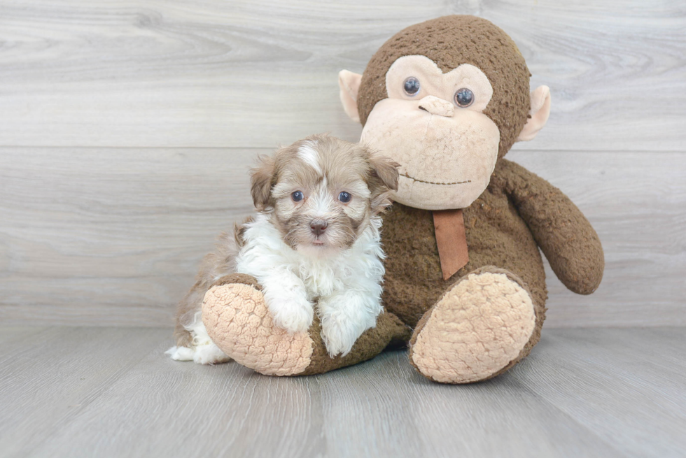 Popular Havapoo Poodle Mix Pup