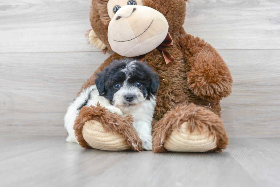 Hypoallergenic Havanese Poodle Mix Puppy