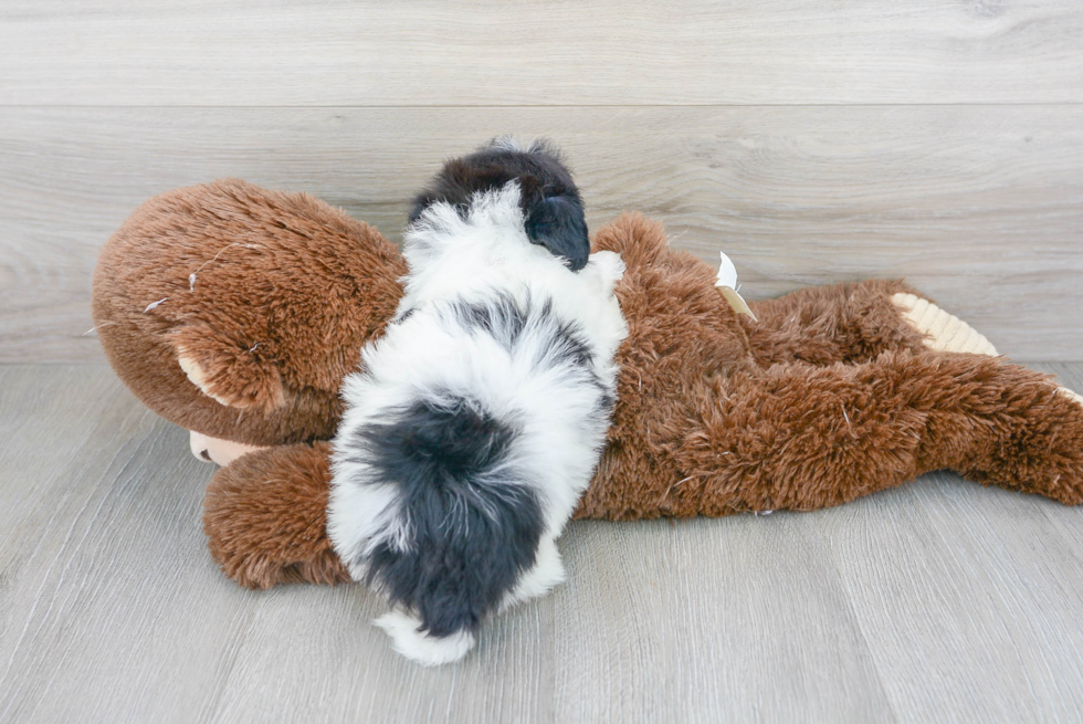 Energetic Havanese Poodle Mix Puppy