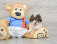 7 week old Havapoo Puppy For Sale - Premier Pups