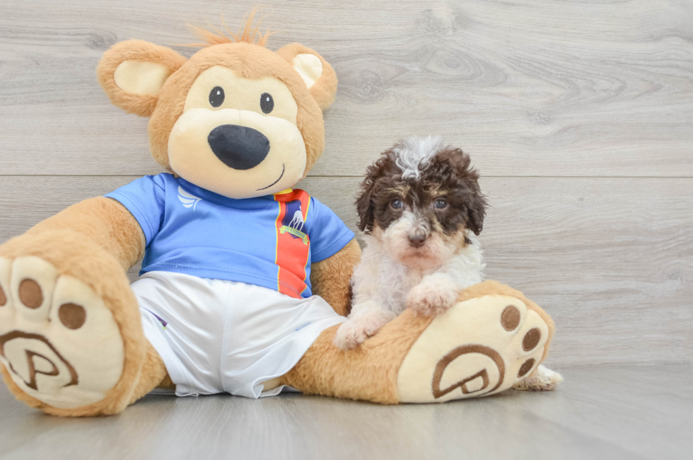 6 week old Havapoo Puppy For Sale - Premier Pups