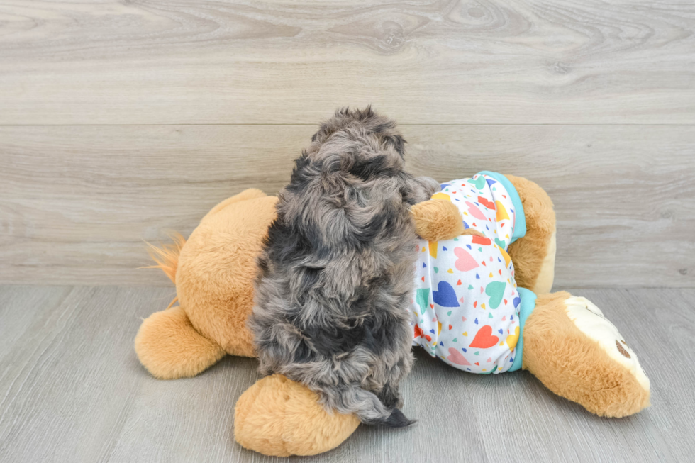 Petite Havapoo Poodle Mix Pup