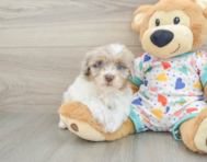 9 week old Havapoo Puppy For Sale - Premier Pups