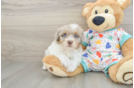 Playful Havadoodle Poodle Mix Puppy
