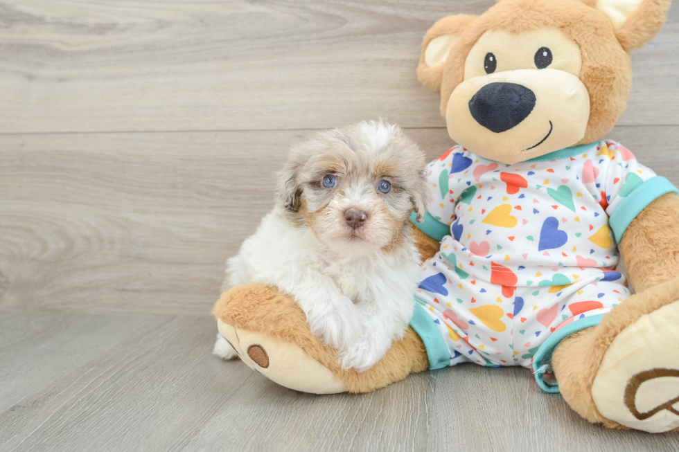 Playful Havadoodle Poodle Mix Puppy