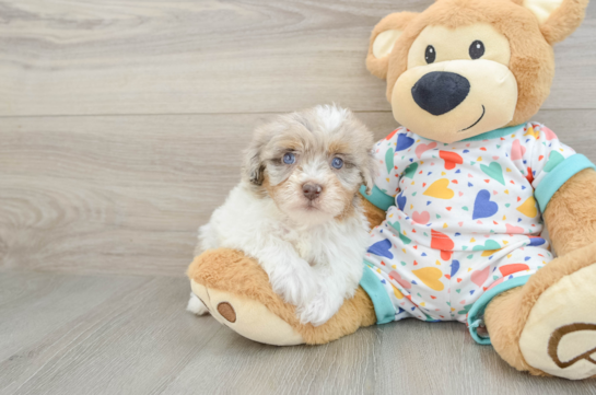 Playful Havadoodle Poodle Mix Puppy