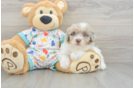 Best Havapoo Baby