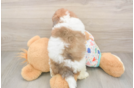Popular Havapoo Poodle Mix Pup