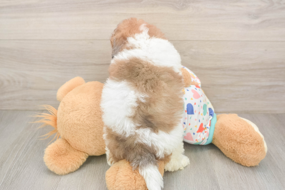 Popular Havapoo Poodle Mix Pup