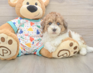6 week old Havapoo Puppy For Sale - Premier Pups