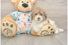 Best Havapoo Baby