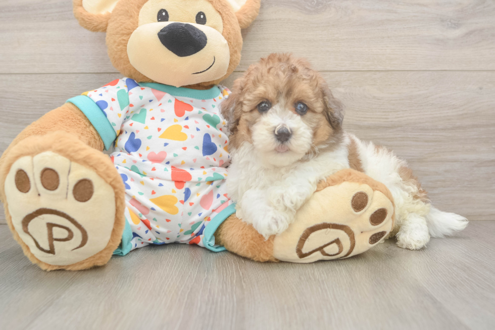 Best Havapoo Baby