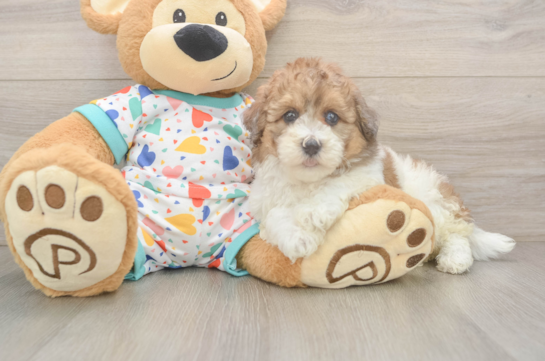 Best Havapoo Baby