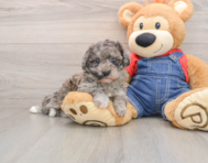 7 week old Havapoo Puppy For Sale - Premier Pups