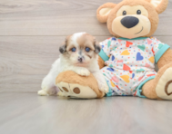 7 week old Havapoo Puppy For Sale - Premier Pups