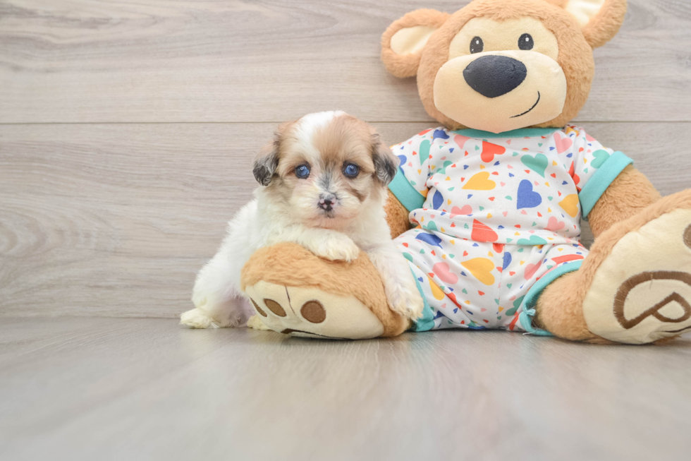 Havapoo Pup Being Cute