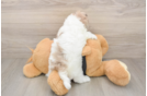 Little Havadoodle Poodle Mix Puppy