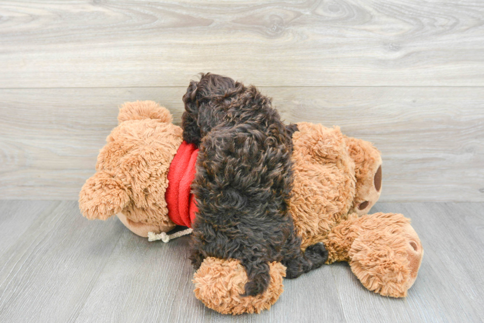 Smart Havapoo Poodle Mix Pup