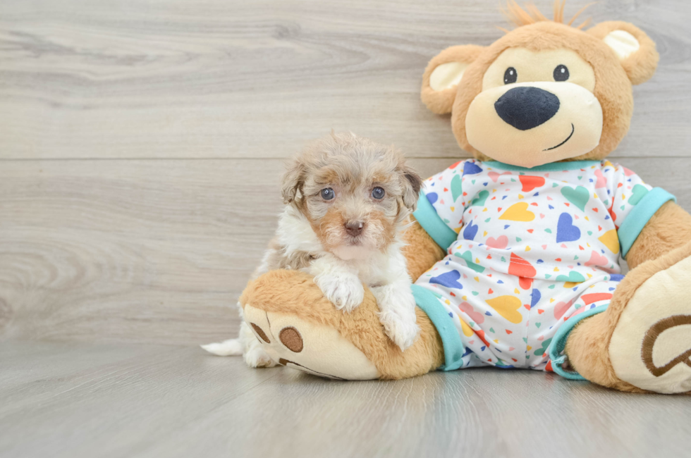 5 week old Havapoo Puppy For Sale - Premier Pups