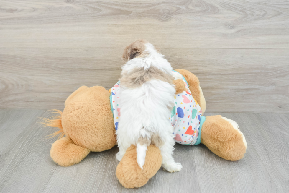 Havapoo Puppy for Adoption