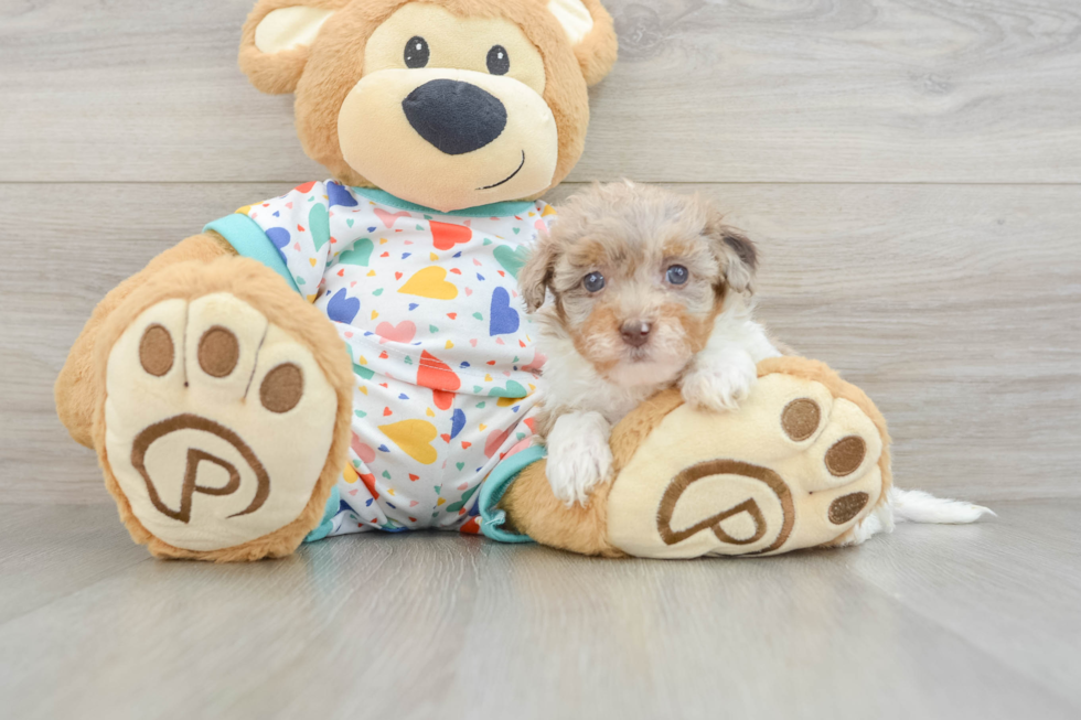 Havapoo Pup Being Cute