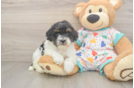 Havapoo Puppy for Adoption