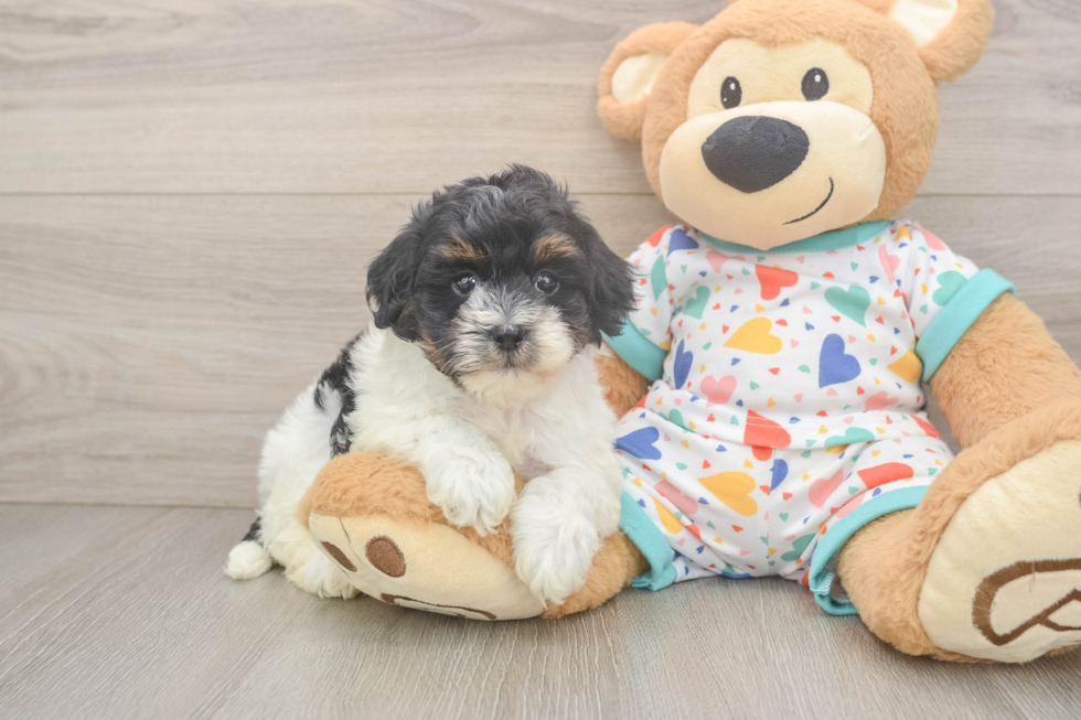 Havapoo Puppy for Adoption
